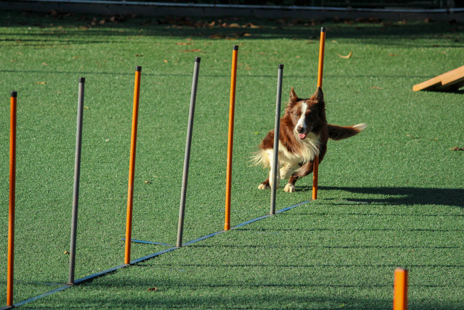 A border collie weaving through agility poles on a training field
