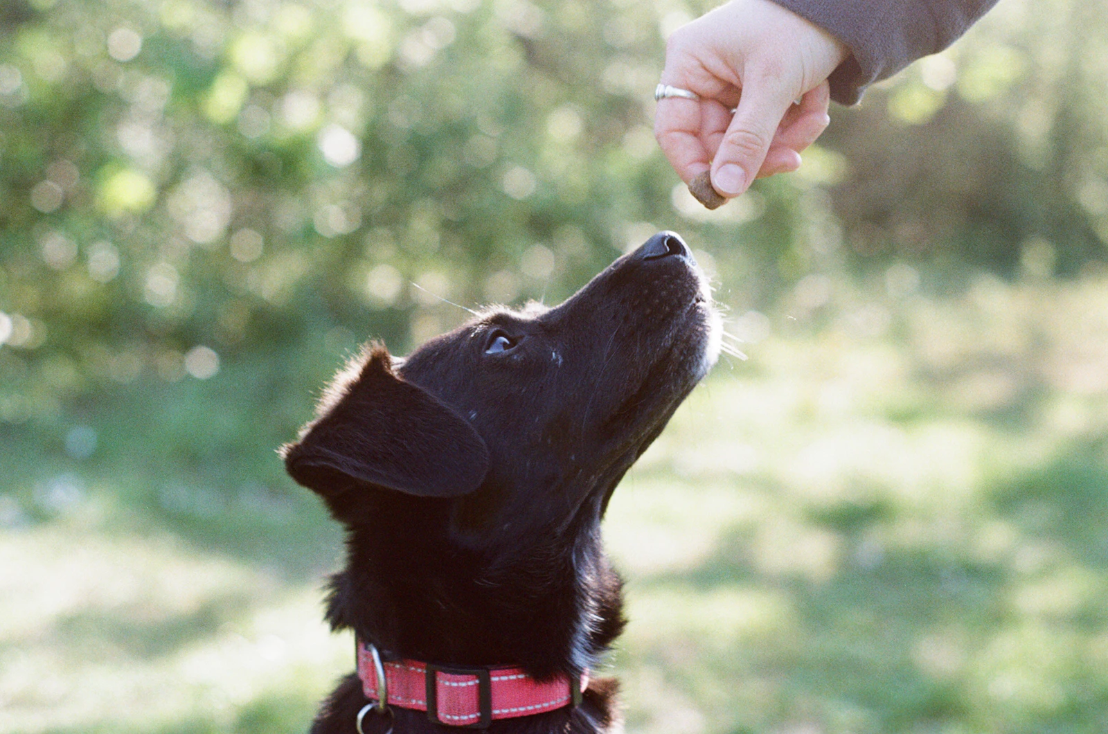 A black dog looking up at a treat held by its trainer