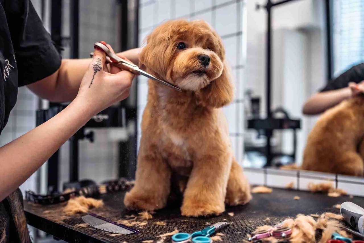 A pet groomer using scissors to trim a fluffy apricot doodle puppy on a grooming table