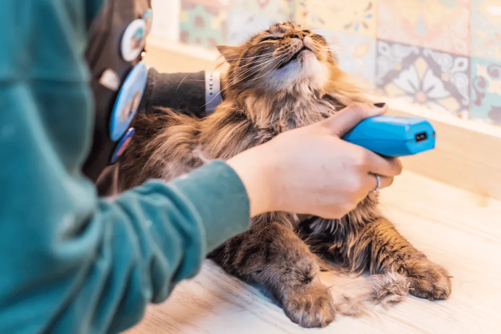 A groomer using electric clippers to groom a long-haired tabby cat on a table